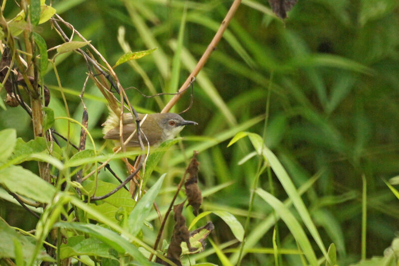 Prinia à ventre jaune