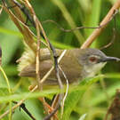 Prinia à ventre jaune