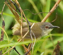 Prinia à ventre jaune