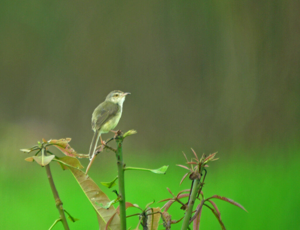 Grey-breasted Prinia