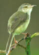 Prinia de Hodgson