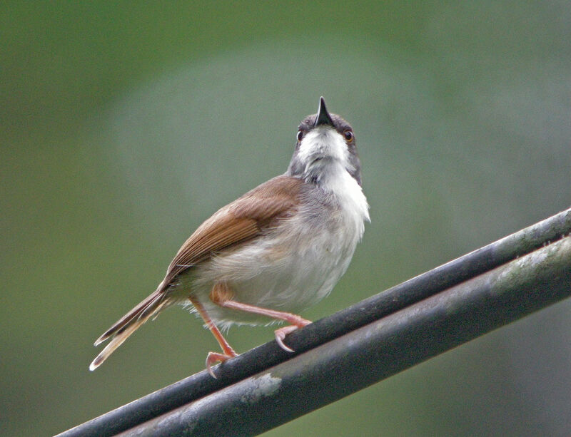 Grey-breasted Prinia