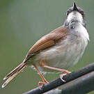 Prinia de Hodgson