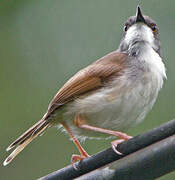 Grey-breasted Prinia