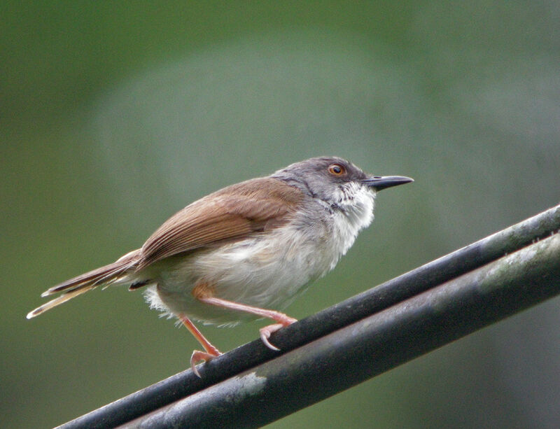 Grey-breasted Prinia