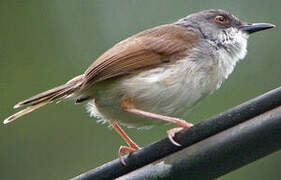 Grey-breasted Prinia