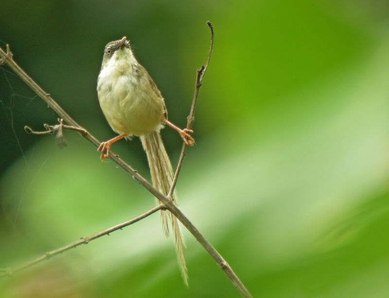 Prinia des collines