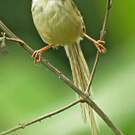 Prinia des collines