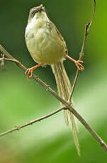 Prinia des collines