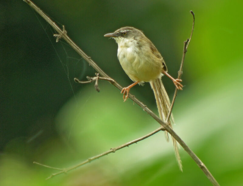 Hill Prinia