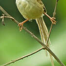 Prinia des collines