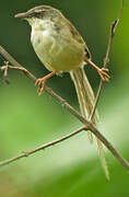 Hill Prinia