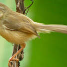 Prinia des collines