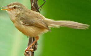 Hill Prinia