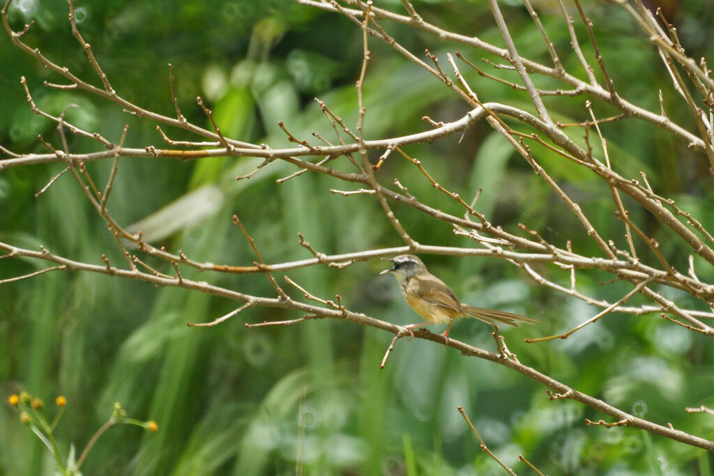 Hill Prinia