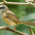 Prinia des collines