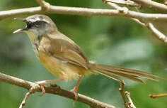 Prinia des collines