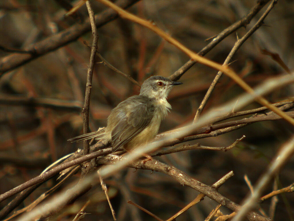 Tawny-flanked Prinia