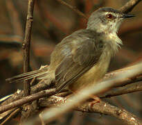 Tawny-flanked Prinia