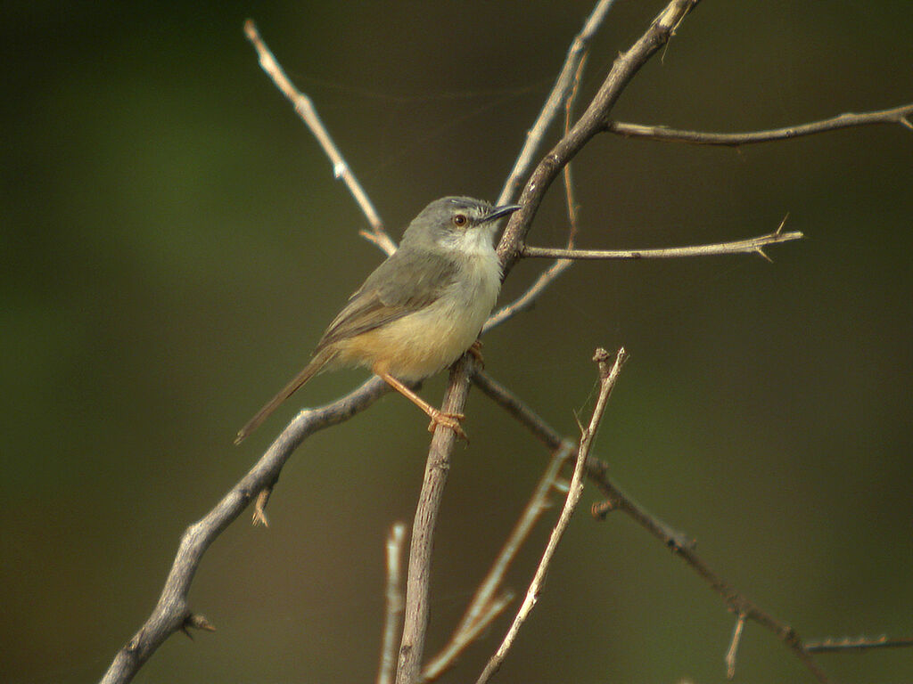 Tawny-flanked Prinia