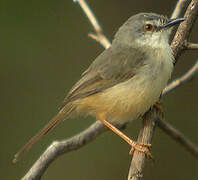 Tawny-flanked Prinia