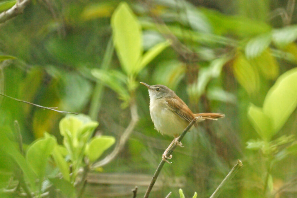 Prinia roussâtre