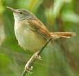 Prinia roussâtre