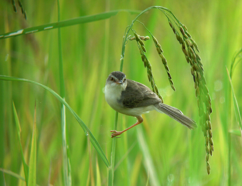 Plain Prinia