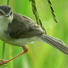 Prinia simple