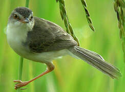 Plain Prinia