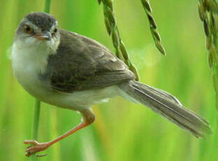 Prinia simple