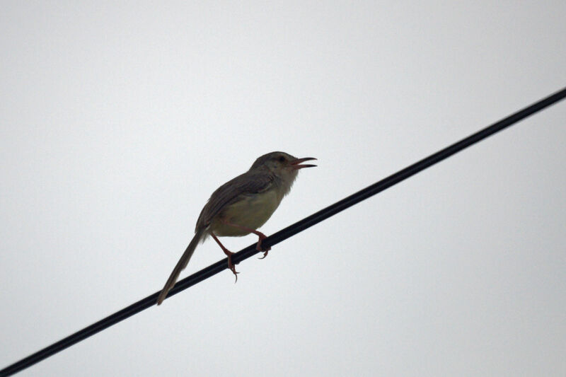 Plain Prinia