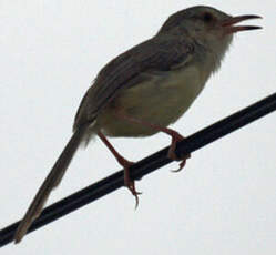 Prinia simple