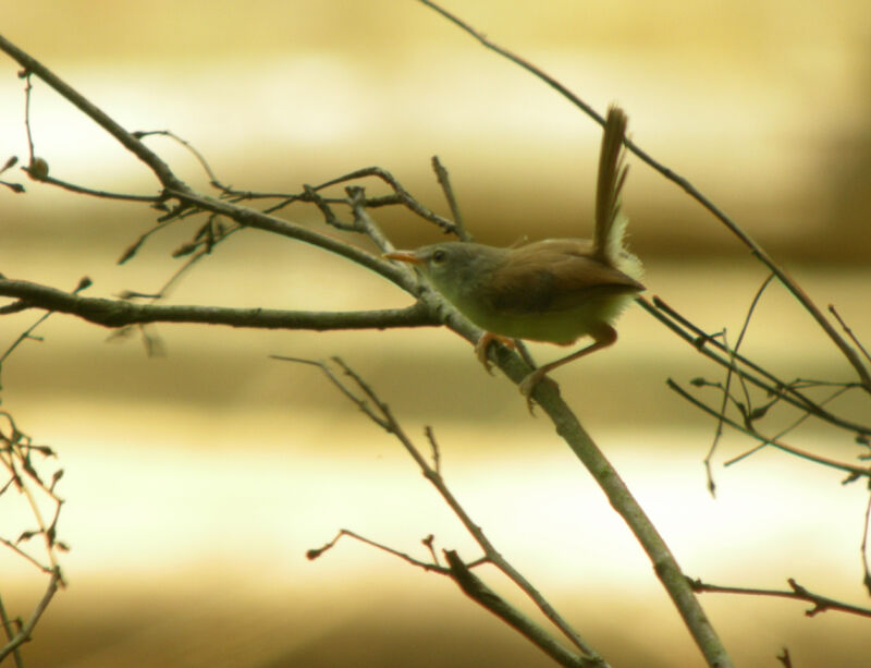 Plain Prinia