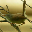 Prinia simple