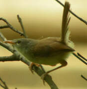 Prinia simple