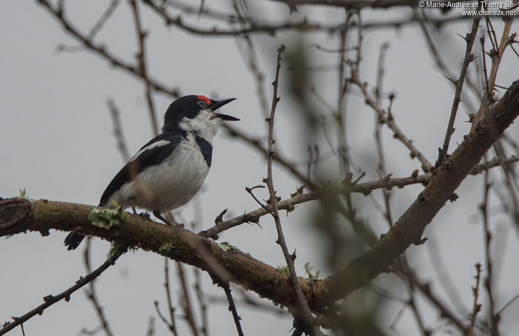 Brown-throated Wattle-eye male adult