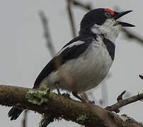 Brown-throated Wattle-eye