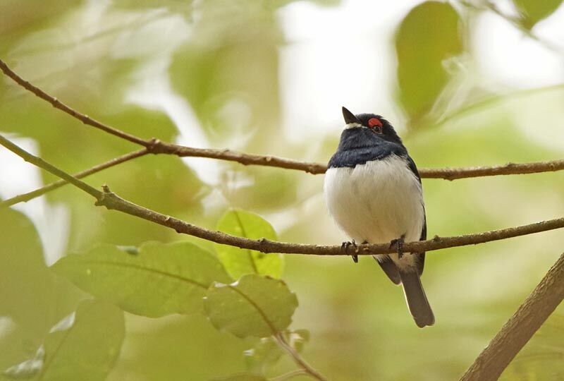 Black-throated Wattle-eye