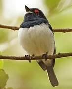 Black-throated Wattle-eye