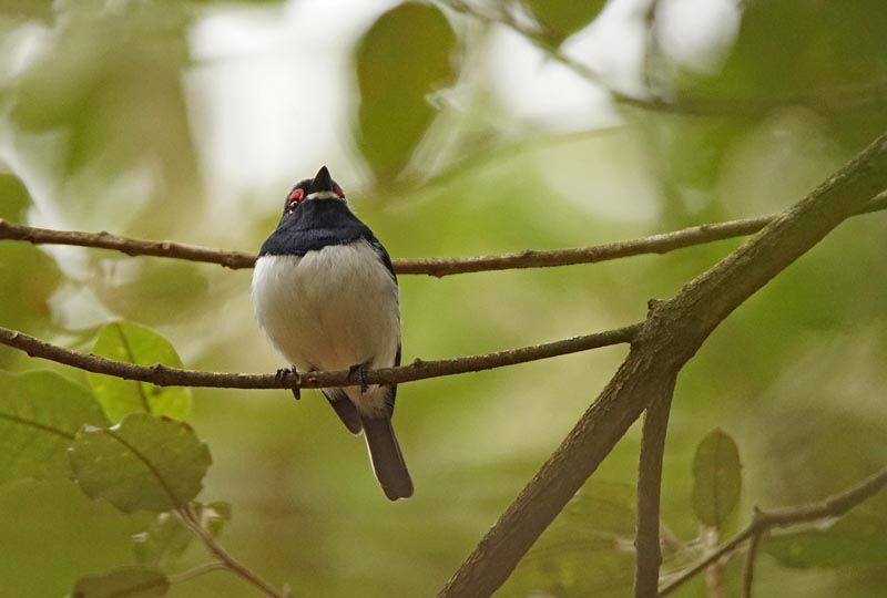 Black-throated Wattle-eye