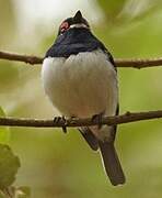 Black-throated Wattle-eye