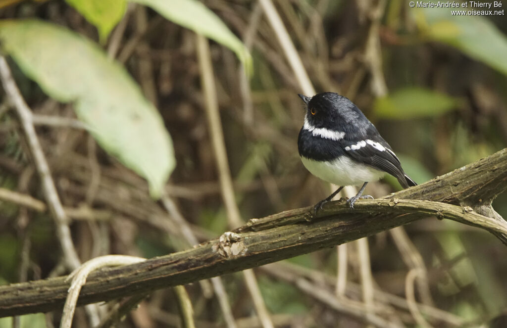 Rwenzori Batis