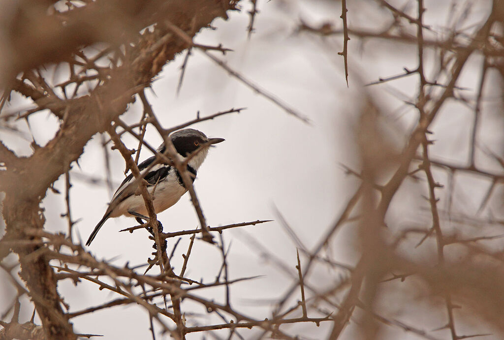 Pygmy Batis