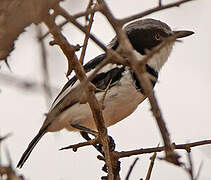 Pygmy Batis