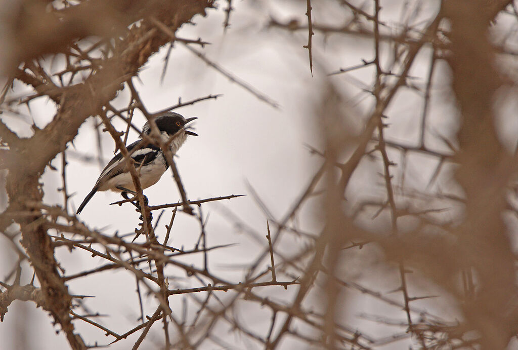 Pygmy Batis