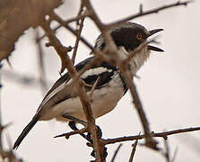 Pygmy Batis