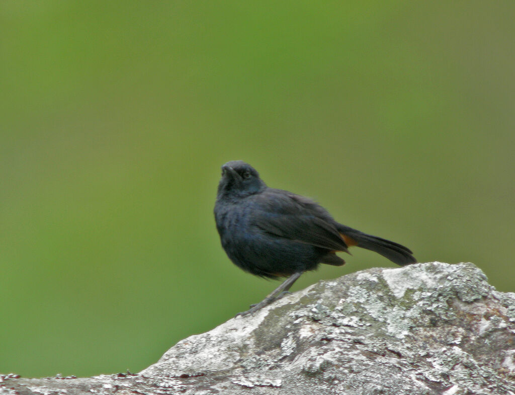 Indian Robin