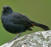 Indian Robin