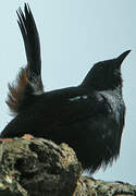 Indian Robin